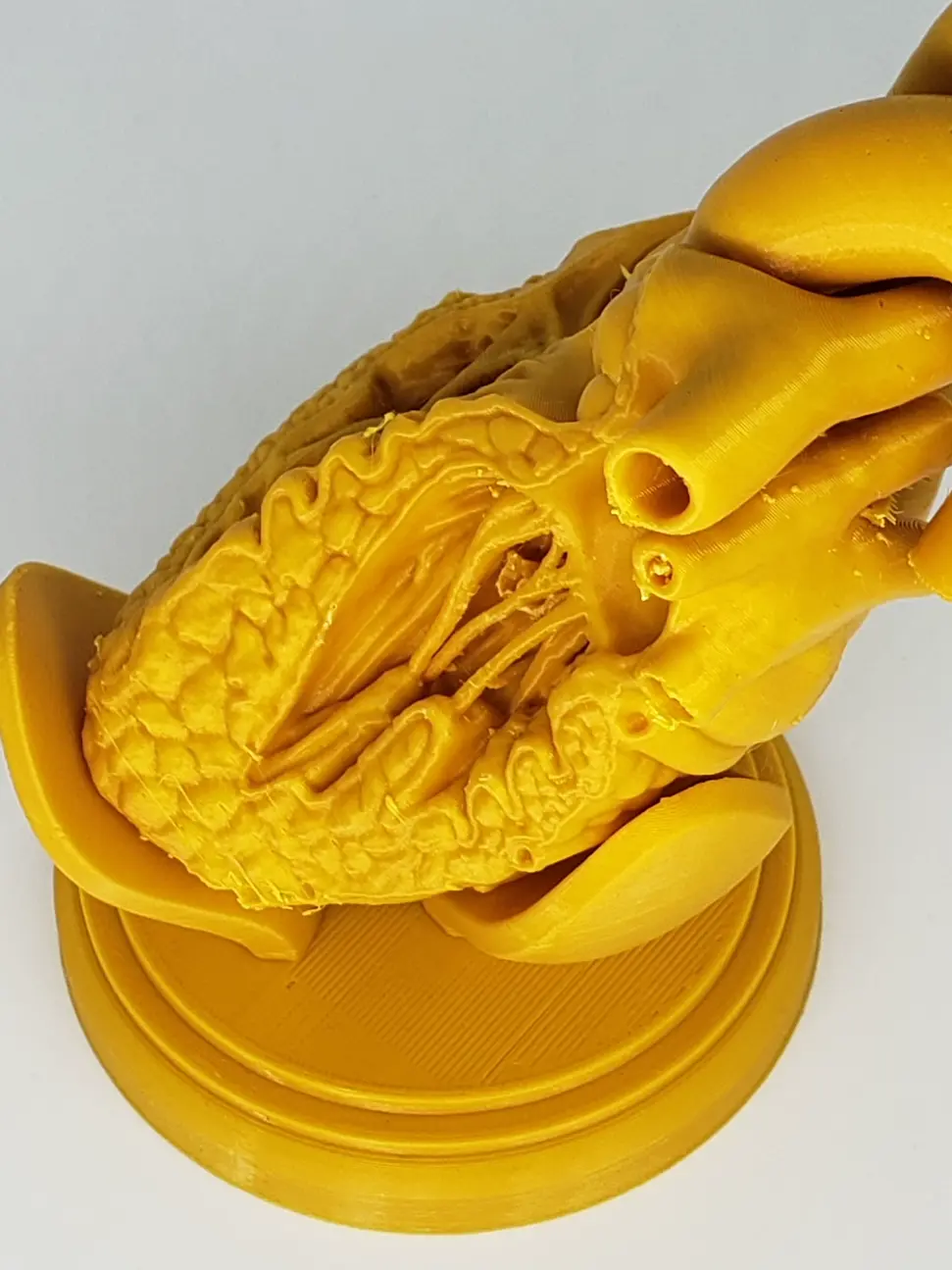 SEZIONE TRASVERSALE DEL CUORE UMANO STAMPA 3D