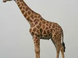 Giraffe - simple and easy to print-1