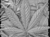 hemp leaf-0