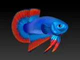 BETTA FISH 2-2