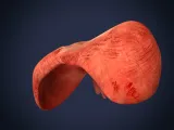 Realistic Human Diaphragm Anatomy 3D Printable Model-8