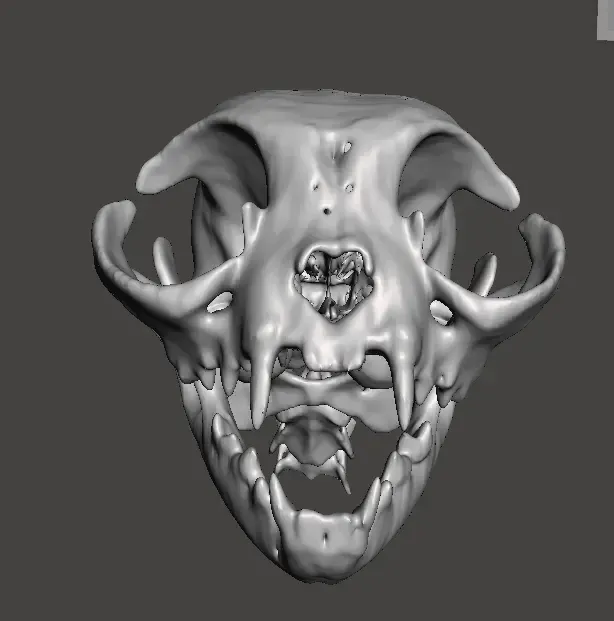 Cat Skull CT