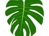 monstera cutter-0