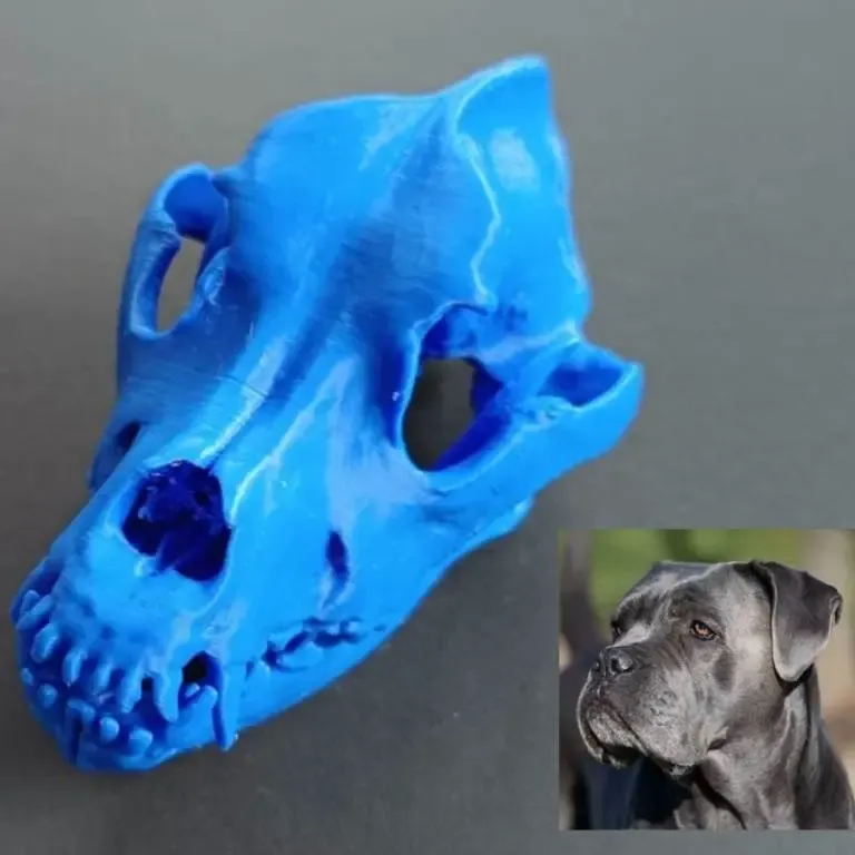 Dog skull (Cane corso) from scan
