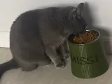 Pet Bowl Base-1