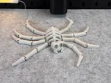 Flexi Skeleton Spider V1-8