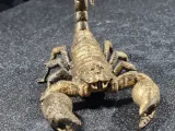 scorpion detailed model-5