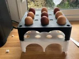 Egg carton-2
