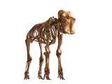 Elephant Skeleton – Highly Detailed Realistic Animal 3D Mode-4