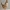 Huhn - Low Poly