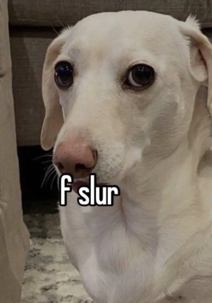 F slur dog