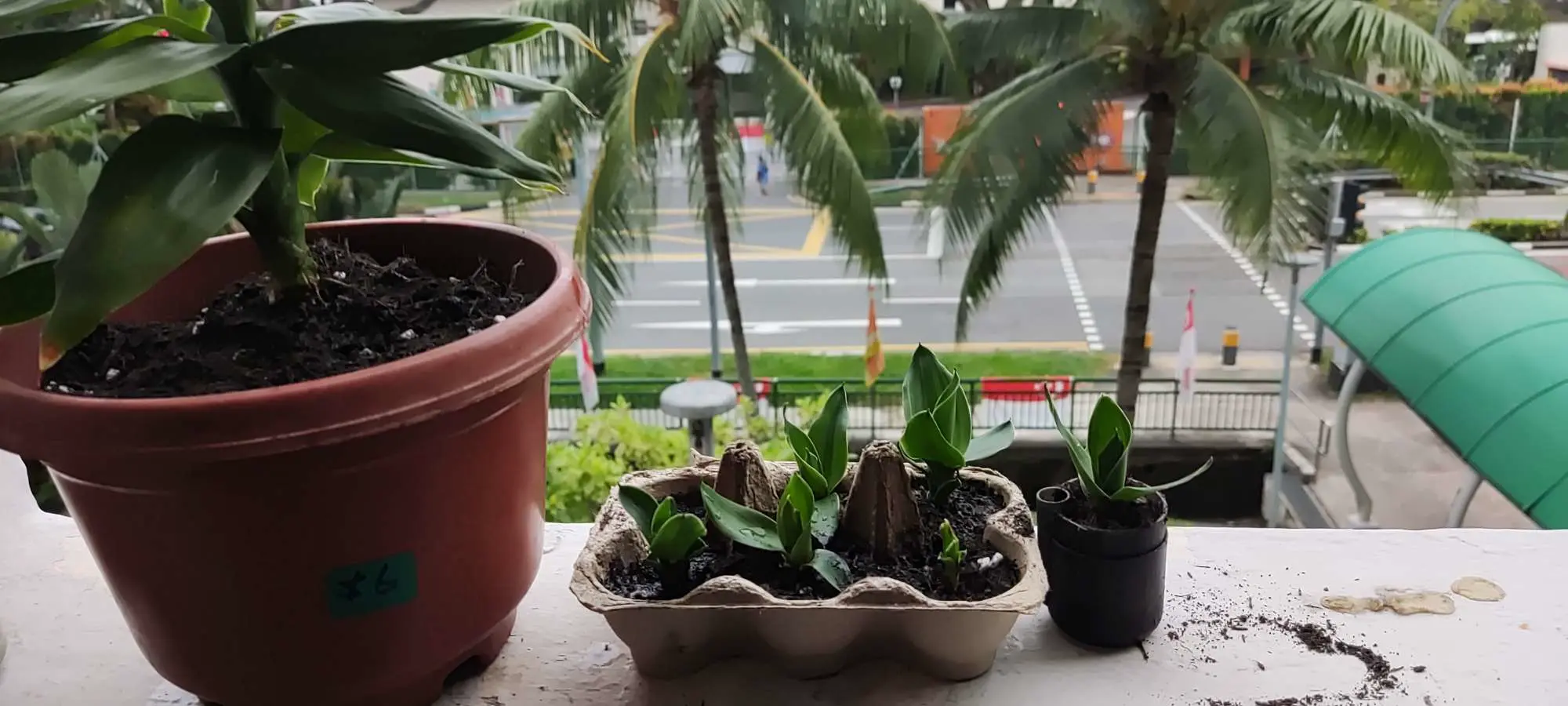 self watering flower pot