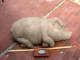 Sleeping Pig-0