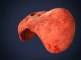 Realistic Human Diaphragm Anatomy 3D Printable Model-3