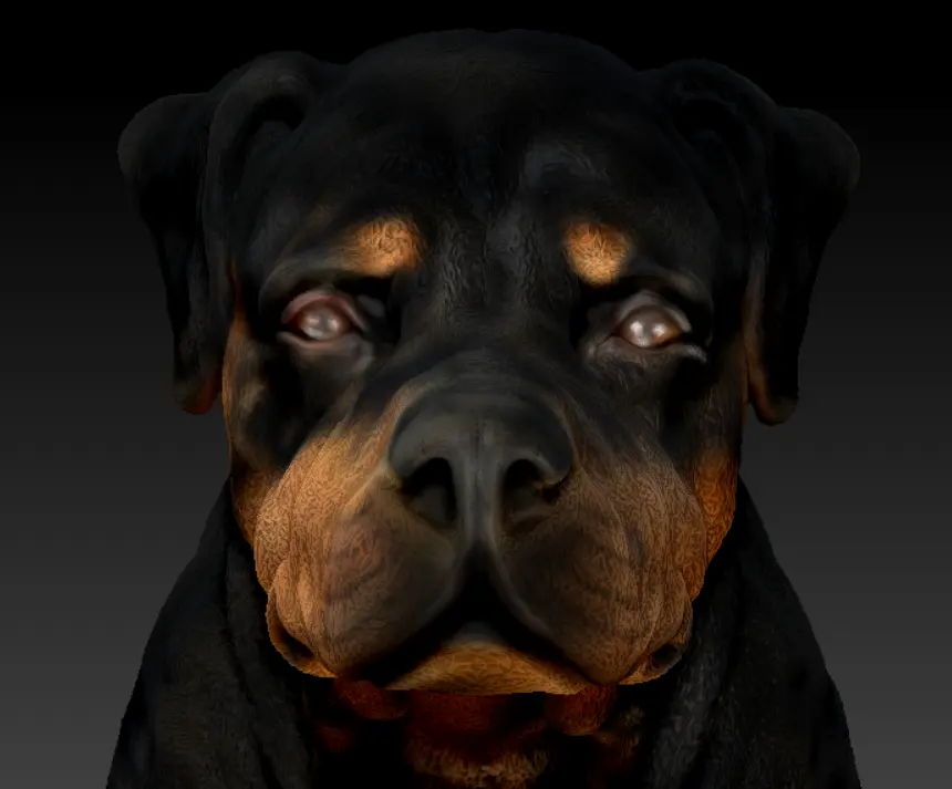 ROTTWEILER DOG SITTING