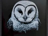 Owl II-0