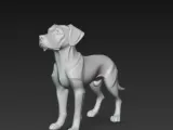 Rhodesian dog-2