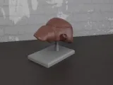 Human Anatomy Liver Organ-4