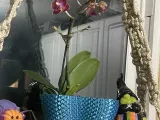 Dragon scale planter-0