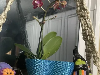 Dragon scale planter