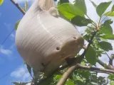 Balloon Birdhouse-7