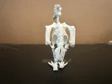 Vulture Skeleton 2-2