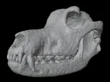 Highly Detailed Dog Skull Separated Parts 3D Printable Model-7