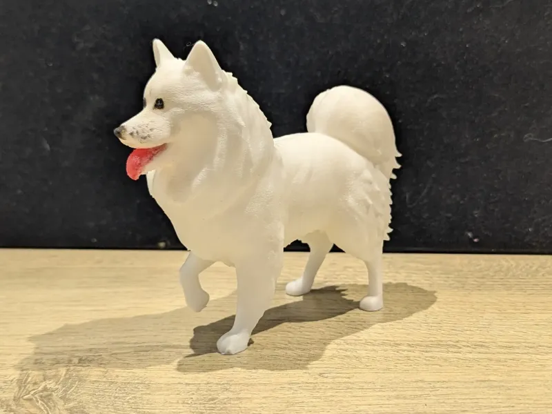 Japanese Spitz