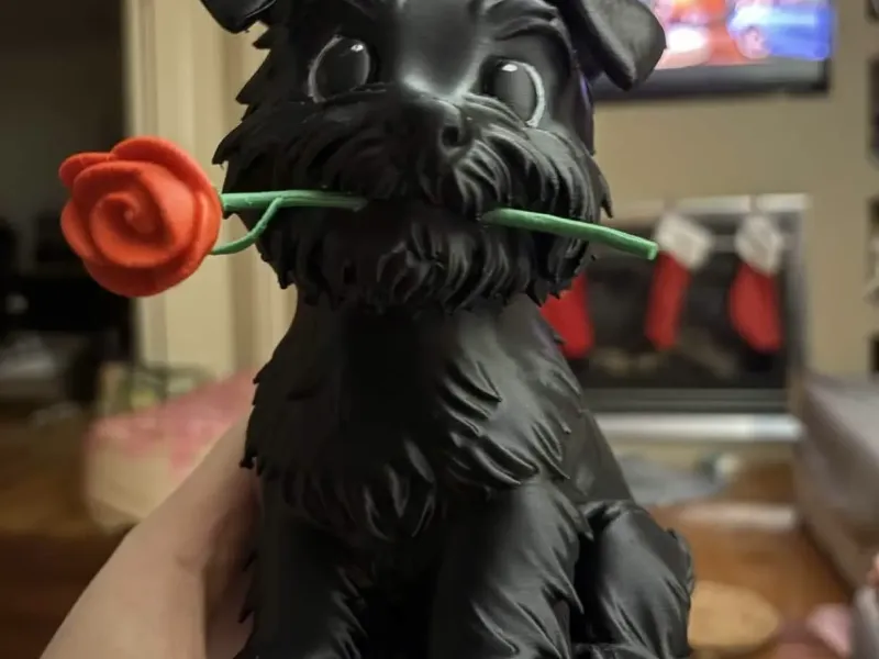 miniature schnauzer holding rose