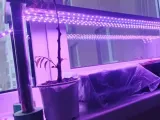 LED lighting for seedlings - led подсветка для рассады-0