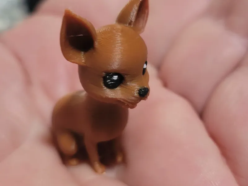 Cute little chihuahua