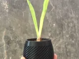 GEOMETRIC PLANT POT-0