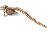 Fin Whale Skeleton – Massive Realistic Marine Animal 3D Mode-2