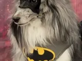 Bat dog (Grayson)-0