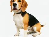 Beagle-0