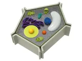 Nucleus (plant)-0