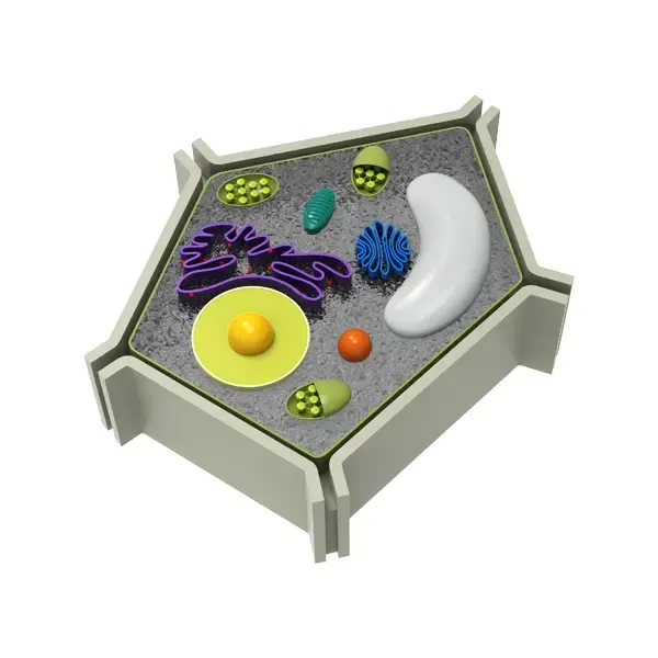 Nucleus (plant)