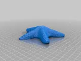 A Dried Starfish-2
