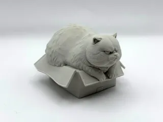 Box Cat