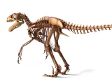 Utahraptor Skeleton – Highly Detailed Prehistoric Dinosaur 3-5