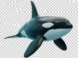 Orca-0