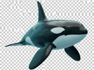 Orca
