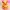 pokemon flareon box