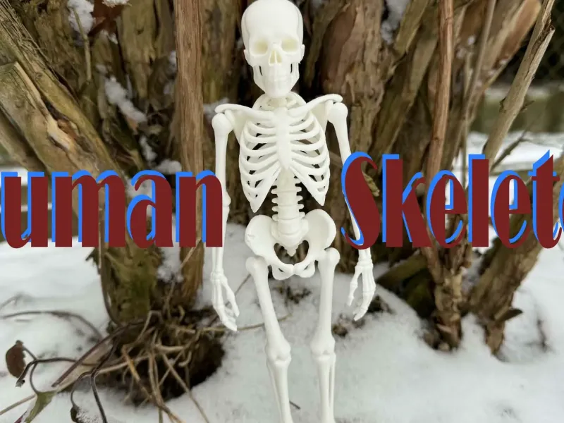 Fully realistic Human Skeleton