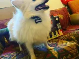 Pet Name Tag (45 names)-1