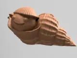 Whelk bulot shell coquillage-0