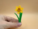 Daffodil Flower-3