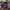 Gastly, Haunter, Gengar and Mega Gengar 