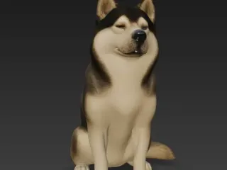 Smiling husky