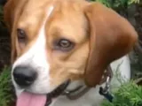 Litofania perro-2
